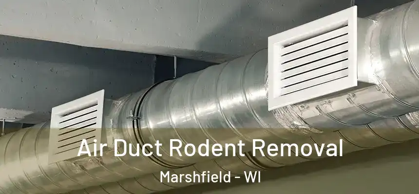  Air Duct Rodent Removal Marshfield - WI